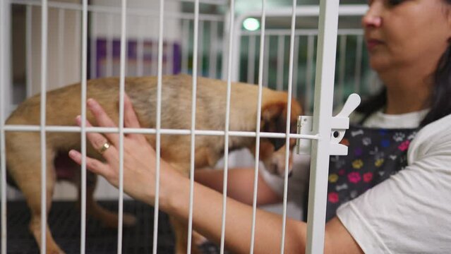 Employee removing Small Dog from inside cage. Dog Companion being free from isolation inside Pet Shop business