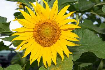 one sunflower on a background of leaves