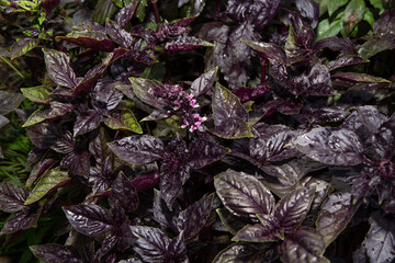 background many purple basil leaves