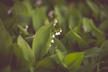  Snowdrops flowers blooming in spring Madison Wisconsin