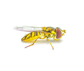 oblique streaktail Syrphid fly - Allograpta obliqua - a common North American species of hoverfly....