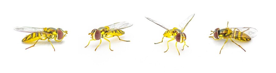 oblique streaktail Syrphid fly - Allograpta obliqua - a common North American species of hoverfly. Hoverflies, flower flies, are the insect family Syrphidae isolated on white background four views