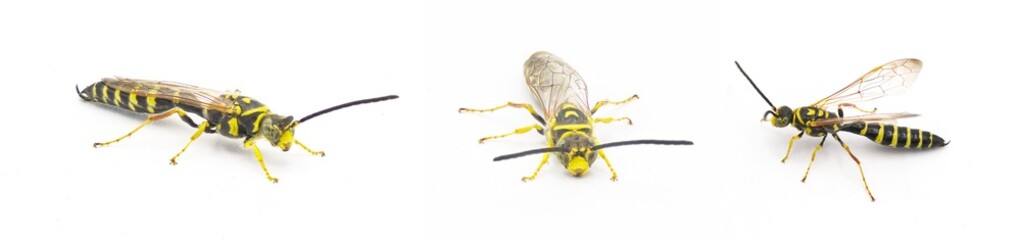 black and yellow wasp - Myzinum maculatum - male in great detail throughout isolated on white...