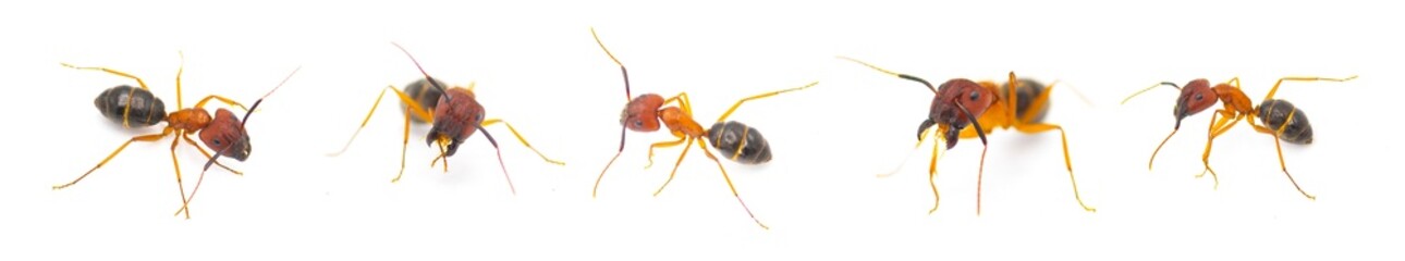 wild Florida carpenter ant, bull ant, Tortugas carpenter ant - Camponotus floridanus - are among the largest ants found in Florida. isolated on white background five views