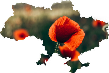 The contour of the territory of the country Ukraine with poppies flowers as a symbol of independence.
