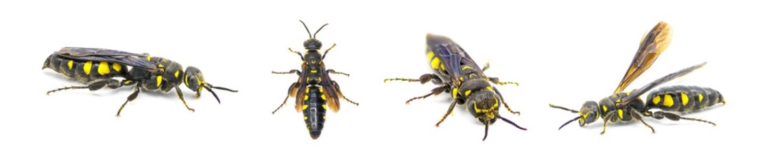 Myzinum obscurum is a species of wasp in the family Thynnidae. Female with large abdomen shiny black with yellow spots isolated on white background, four views