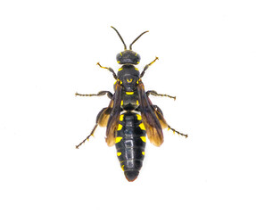 Myzinum obscurum is a species of wasp in the family Thynnidae. Female with large abdomen shiny black with yellow spots isolated on white background, top dorsal view
