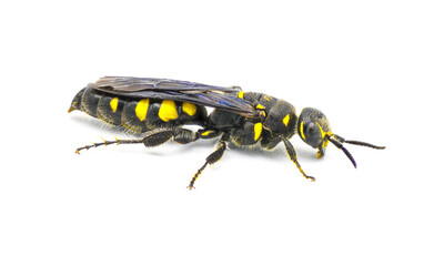 Myzinum obscurum is a species of wasp in the family Thynnidae. Female with large abdomen shiny black with yellow spots isolated on white background, side profile view