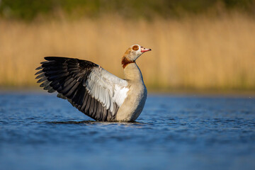 The Egyptian Goose (Alopochen aegyptiacus