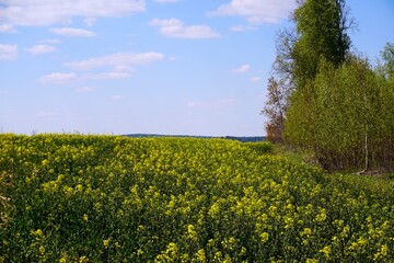 Fototapeta na wymiar Spring fine day in May. Blooming rapeseed field. Blue sky and white clouds. Horizon