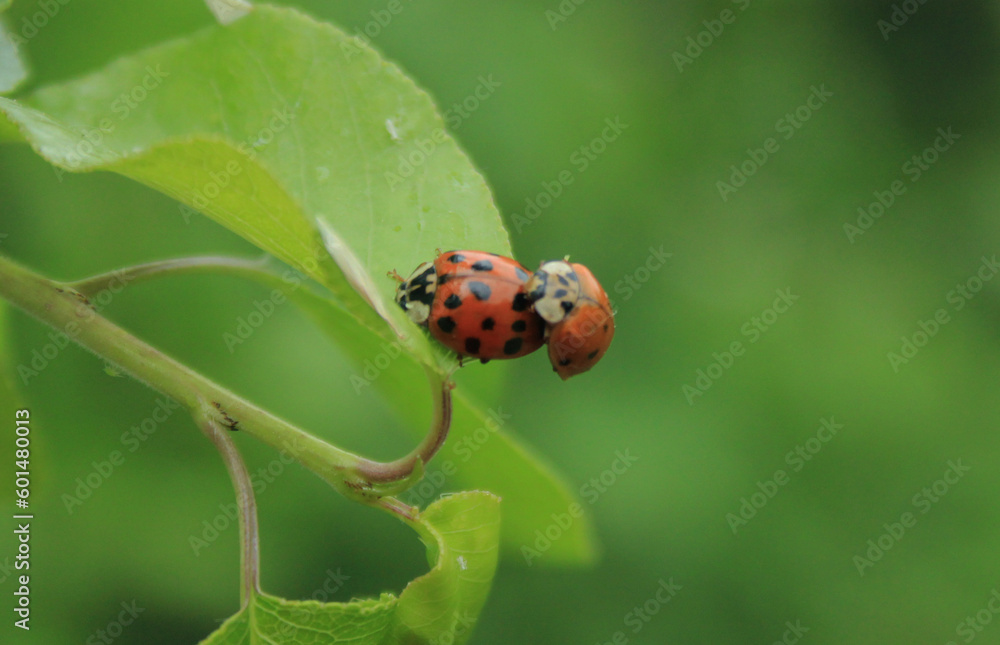 Wall mural ladybug on a leaf