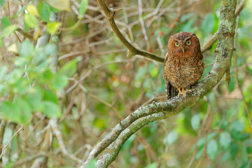 Bare-shanked Screech-Owl