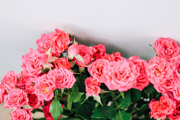 Obraz premium Small pink bush roses on a white background with a place for text