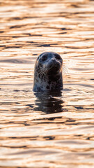 Obraz premium Seal pocking his head out of the water to look. Pacific Ocean on West Coast. Vancouver, British Columbia, Canada.