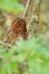 Bare-shanked Screech-Owl
