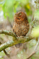 Bare-shanked Screech-Owl
