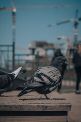 Obraz premium pigeon