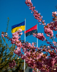 Cherry blossoms in the city square in the city of Khmelnytskyi. Flag of Ukraine