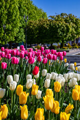 Tulips in a city park on a spring day.