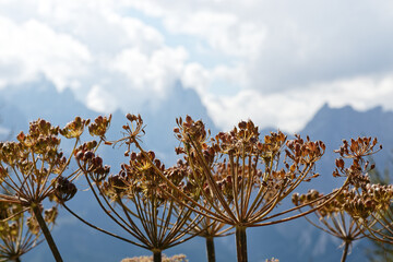 Withered flowers with the blurred mountain peaks of the famous Sesto Dolomites in the background, Alps, south tyrol, Italy, Europe