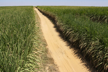 HARVESTING WORKS WITH MACHINERY IN CANE PLANTATIONS FOR THE ELABORATION OF ETHANOL BIODIESEL IN...