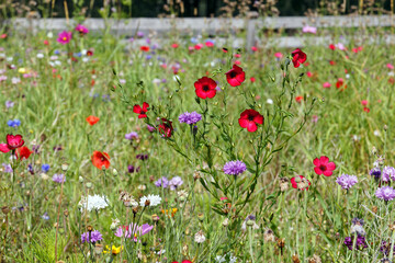 Colorfull blooming flowers in a meadow
