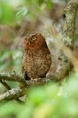 Bare-shanked Screech-Owl