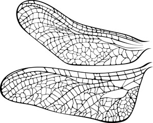 Dragonfly wings close up. Vector illustration in hand drawn sketch doodle style. Black line art isolated on white.