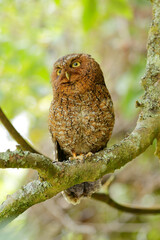Bare-shanked Screech-Owl