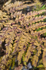 Phegopteris connectilis green and yellow in the forest close-up.