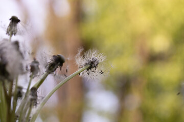 Closeup of dandelion group on a bokeh background