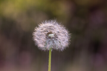 Obraz premium Closeup of dandelion isolated on a blurred background with bokeh