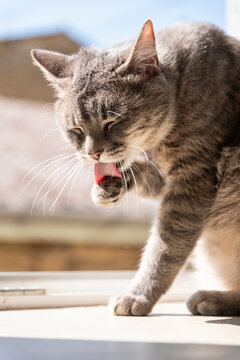 Chat faisant sa toilette