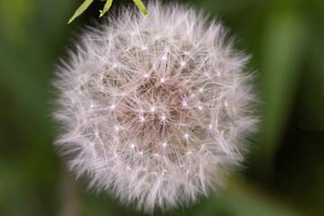 Closeup of dandelion isolated on a green background