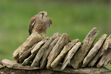 Kestrel perched on stone wall