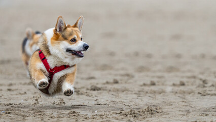 corgi dog at the beach