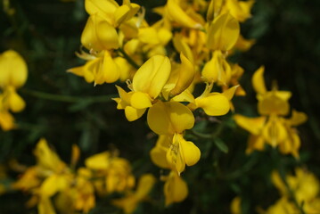 青空の日のスパニッシュブルーム