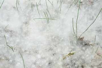 地面に積もった白い綿毛