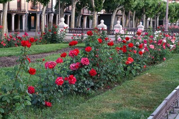庭園の赤いバラ