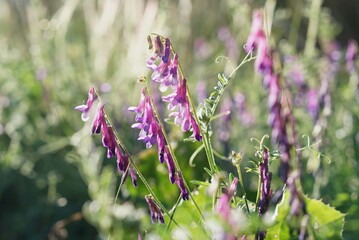 草原の紫色の花