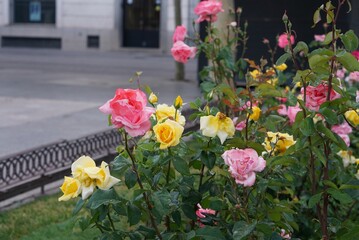 黄色とピンクのバラ
