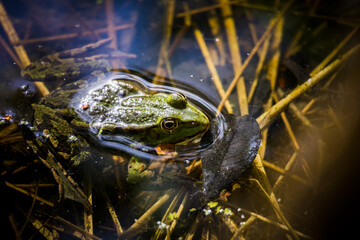 Grenouille dans la mare