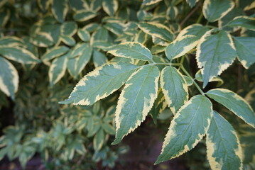 暗い緑の大きな葉っぱ