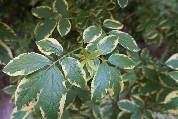 暗い緑の大きな葉っぱ