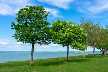 Fototapeta na wymiar free beach on Lake Balaton with trees and nature in Balatonlelle Hungary
