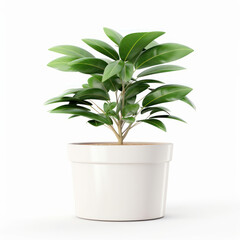 Minimalist potted plant in elegant porcelain against clean white background for peaceful indoor decor. Nature meets contemporary design. AI Generative.