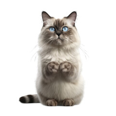 Obraz premium Ragdoll isolated on transparent background.
