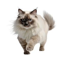 Obraz premium Ragdoll isolated on transparent background.