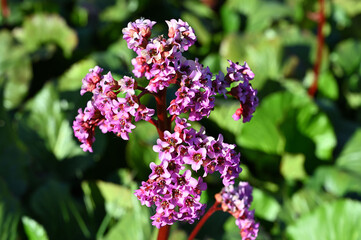 Gardens. fot.   Wojciech Fondalinski