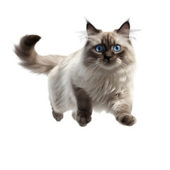 Ragdoll isolated on transparent background.